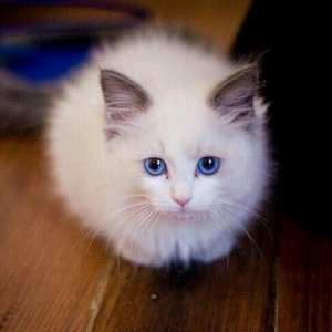 kim belə pulsuz siam pişiyi verirsə zəhmət olmasa bu nömrəyə zəng etsi