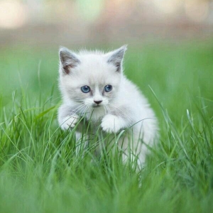 kim belə pulsuz siam pişiyi verirsə zəhmət olmasa bu nömrəyə zəng etsi