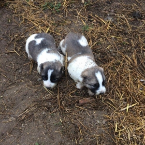 Ferma itleridi.  Lerik Alasdarindandi. Ayin 2si oliblar  yeke kucuyler