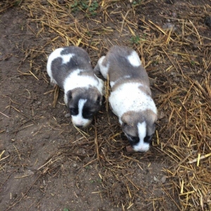 Ferma itleridi.  Lerik Alasdarindandi. Ayin 2si oliblar  yeke kucuyler
