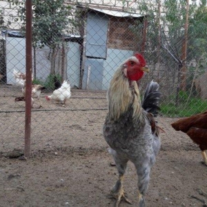 gozal gorunuslu heyat xoruzu.yeni banlamaga baslayib.iri gorkamli