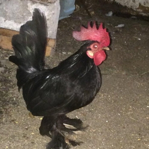 Salam bir cut yaponka  satilir. Qara rengde. Iki i