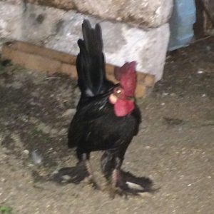 Salam bir cut yaponka  satilir. Qara rengde. Iki illikdi. Whatsapla vi