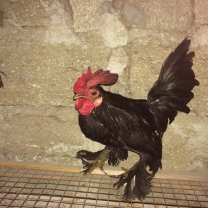 Salam bir cut yaponka  satilir. Qara rengde. Iki illikdi. Whatsapla vi