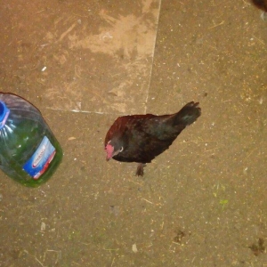 Salam bir cut yaponka  satilir. Qara rengde. Iki illikdi. Whatsapla vi