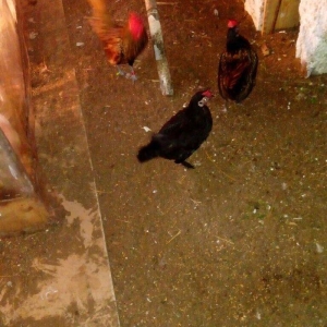 Salam bir cut yaponka  satilir. Qara rengde. Iki illikdi. Whatsapla vi