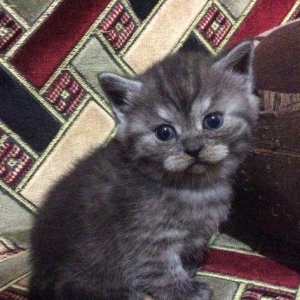 Продаются шотландские прямоухие и вислоухие котята. Есть мальчики и