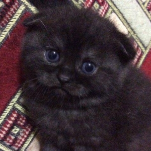 Продаются шотландские прямоухие и вислоухие котята. Есть мальчики и