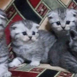 Продаются шотландские прямоухие и вислоухие котята. Есть мальчики и