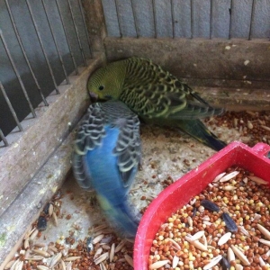 10 man tutmus 20 azn kimi valnistilerimiz var.satdiq karella ve