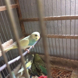 10 man tutmus 20 azn kimi valnistilerimiz var.satdiq karella ve