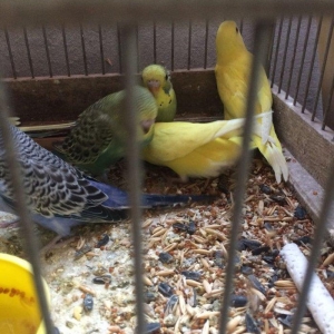 10 man tutmus 20 azn kimi valnistilerimiz var.satdiq karella ve