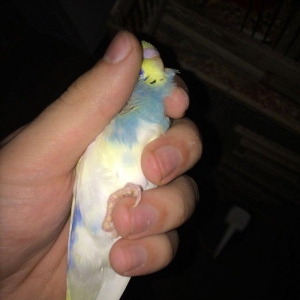 10 man tutmus 20 azn kimi valnistilerimiz var.satdiq karella ve