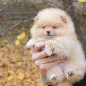 Предлагаются померанцы. На 