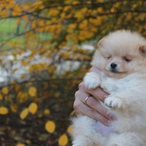 Предлагаются померанцы. На фото реальные щенки. Первые три фотки -три