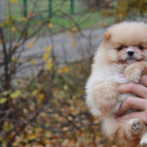 Предлагаются померанцы. На фото реальные щенки. Первые три фотки -три