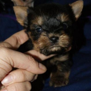 Продаются йорки. Мальчик и девочка. Чистопородные и здоровые.