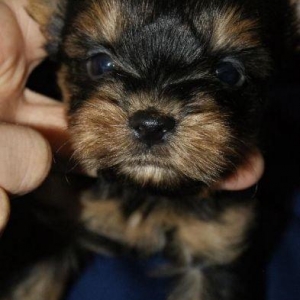 Продаются йорки. Мальчик и девочка. Чистопородные и здоровые.