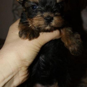 Продаются йорки. Мальчик и девочка. Чистопородные и здоровые.