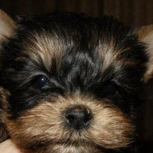 Продаются йорки. Мальчик и девочка. Чистопородные и здоровые.