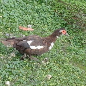 qırmız lal ördek di cins diş di birdenedir 30 manata satılır