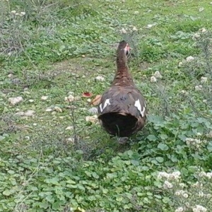 qırmız lal ördek di cins diş di birdenedir 30 manata satılır