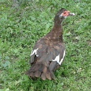 qırmız lal ördek di cins diş di birdenedir 30 manata satılır