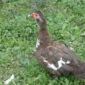 qırmız lal ördek di cins diş di birdenedir 30 manata satılır