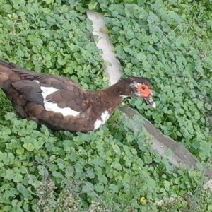 qırmız lal ördek di cins diş di birdenedir 30 manata satılır