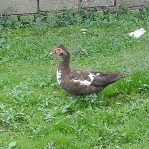 qırmız lal ördek di cins diş di birdenedir 30 manata satılır