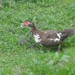 qırmız lal ördek di cins diş di birdenedir 30 manata satılır