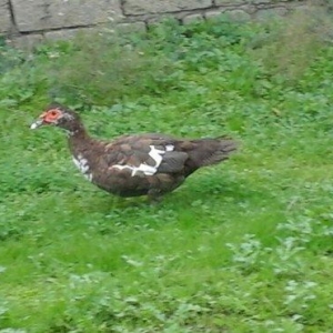 qırmız lal ördek di cins diş di birdenedir 30 manata satılır