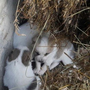 yaxşı çoban iti balasıdı 4 baladı 2 erkəy iki dişi anasının alabaynan