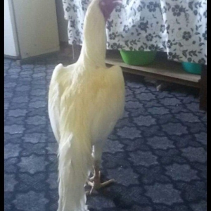 heyratı xoruz 1 yaşı var cinsi patel çəkisi 4