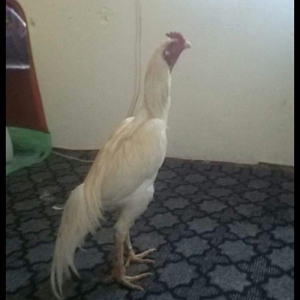 heyratı xoruz 1 yaşı var cinsi patel çəkisi 4 .300 kilo