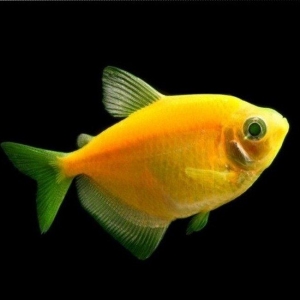 Glofish gymnocorymbus ternetzi bardovi və sarı rənglər bir ədədin