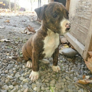 1 ay 10 gunluk temiz qan pitbull kucuyudur disidir.trafli melumat ucun