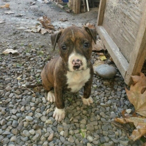 1 ay 10 gunluk temiz qan pitbull kucuyudur disidir.trafli melumat ucun