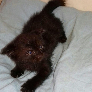 Шотландские котята 1 месяц все мальчики двое вислоушки один прямоушка