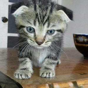 Шотландские котята 1 месяц все мальчики двое вислоушки один прямоушка