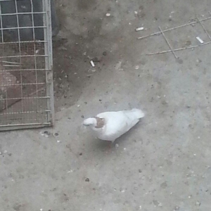 boynu gullu balalar satilir 2 si 10 azn satiram bi