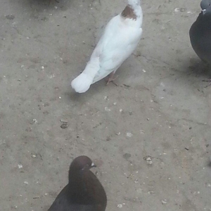 boynu gullu balalar satilir 2 si 10 azn satiram biri boz quyruqdu