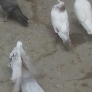 boynu gullu balalar satilir 2 si 10 azn satiram biri boz quyruqdu