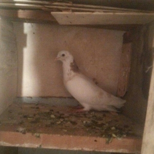 boynu gullu balalar satilir 2 si 10 azn satiram biri boz quyruqdu