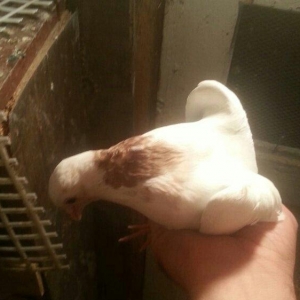 boynu gullu balalar satilir 2 si 10 azn satiram biri boz quyruqdu