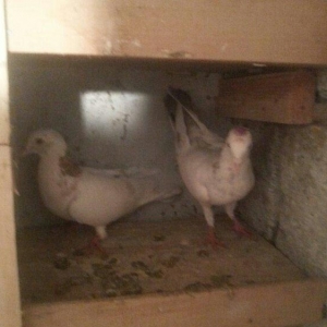 boynu gullu balalar satilir 2 si 10 azn satiram biri boz quyruqdu