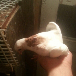 boynu gullu balalar satilir 2 si 10 azn satiram biri boz quyruqdu