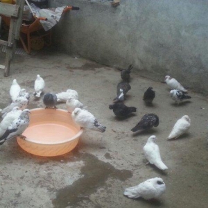 boynu gullu balalar satilir 2 si 10 azn satiram biri boz quyruqdu