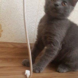 продаётся британский котёнок девочка возраст 3 месяца очень здоровой