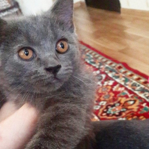 продаётся британский котёнок девочка возраст 3 месяца очень здоровой